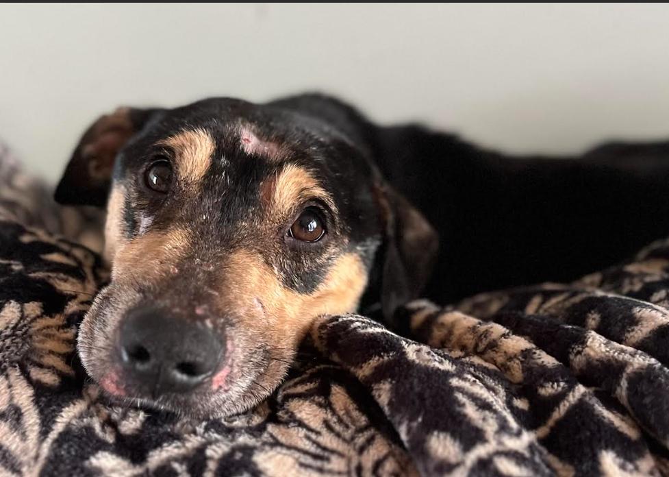 PeePaw Adopted, Adopted, Adult Male Chihuahua.