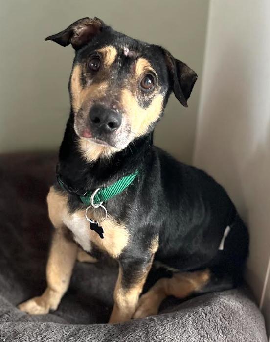 Enlarge PeePaw Adopted, a Adopted Chihuahua in Cranston, RI image 2/3