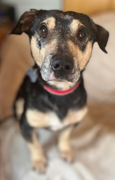 Enlarge PeePaw Adopted, a Adopted Chihuahua in Cranston, RI image 3/3