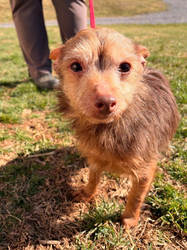 Enlarge Bently, a Adoptable mixed breed in Blountville, TN image 1/2