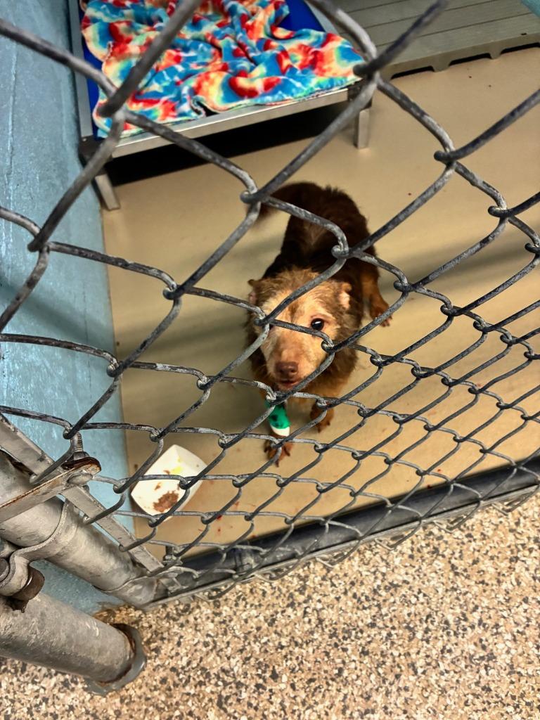 Enlarge Bently, a Adoptable mixed breed in Blountville, TN image 2/2