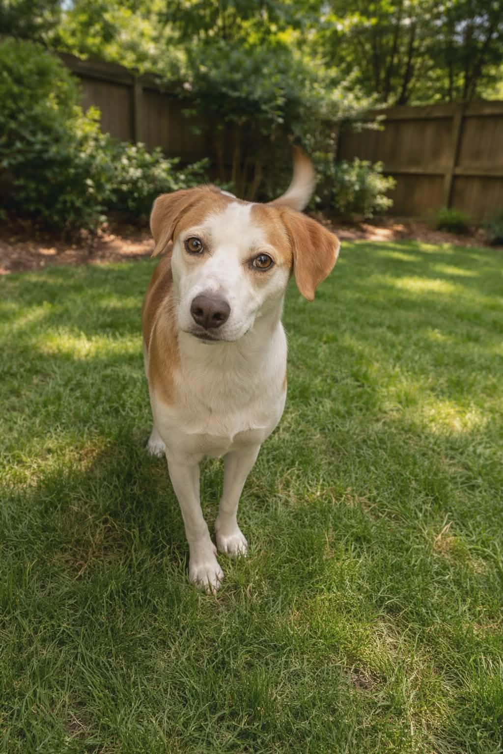 Enlarge SHANNON, a Adoptable Hound in Holbrook, NY image 1/3