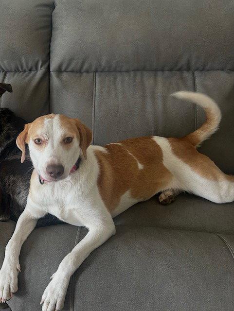 Enlarge SHANNON, a Adoptable Hound in Holbrook, NY image 2/3