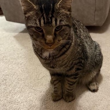 Enlarge Frank, a ADOPTABLE Domestic Short Hair in Gastonia, NC image 2/3