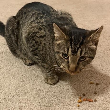 Enlarge Frank, a ADOPTABLE Domestic Short Hair in Gastonia, NC image 1/3