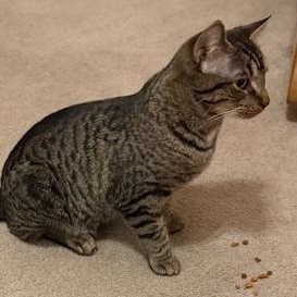 Enlarge Frank, a ADOPTABLE Domestic Short Hair in Gastonia, NC image 3/3