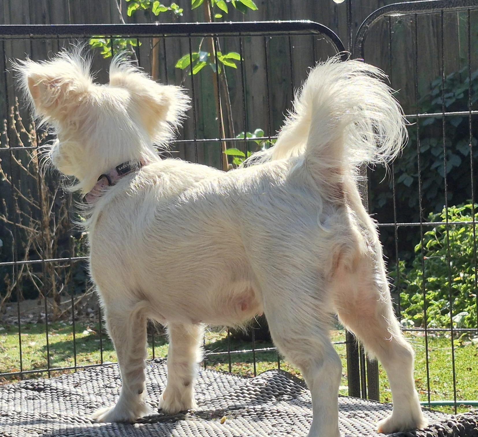 Olympia Gold, a ADOPTABLE mixed breed in Long Beach, CA image 5/6