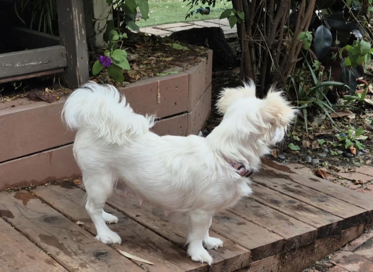 Olympia Gold, a ADOPTABLE mixed breed in Long Beach, CA image 6/6