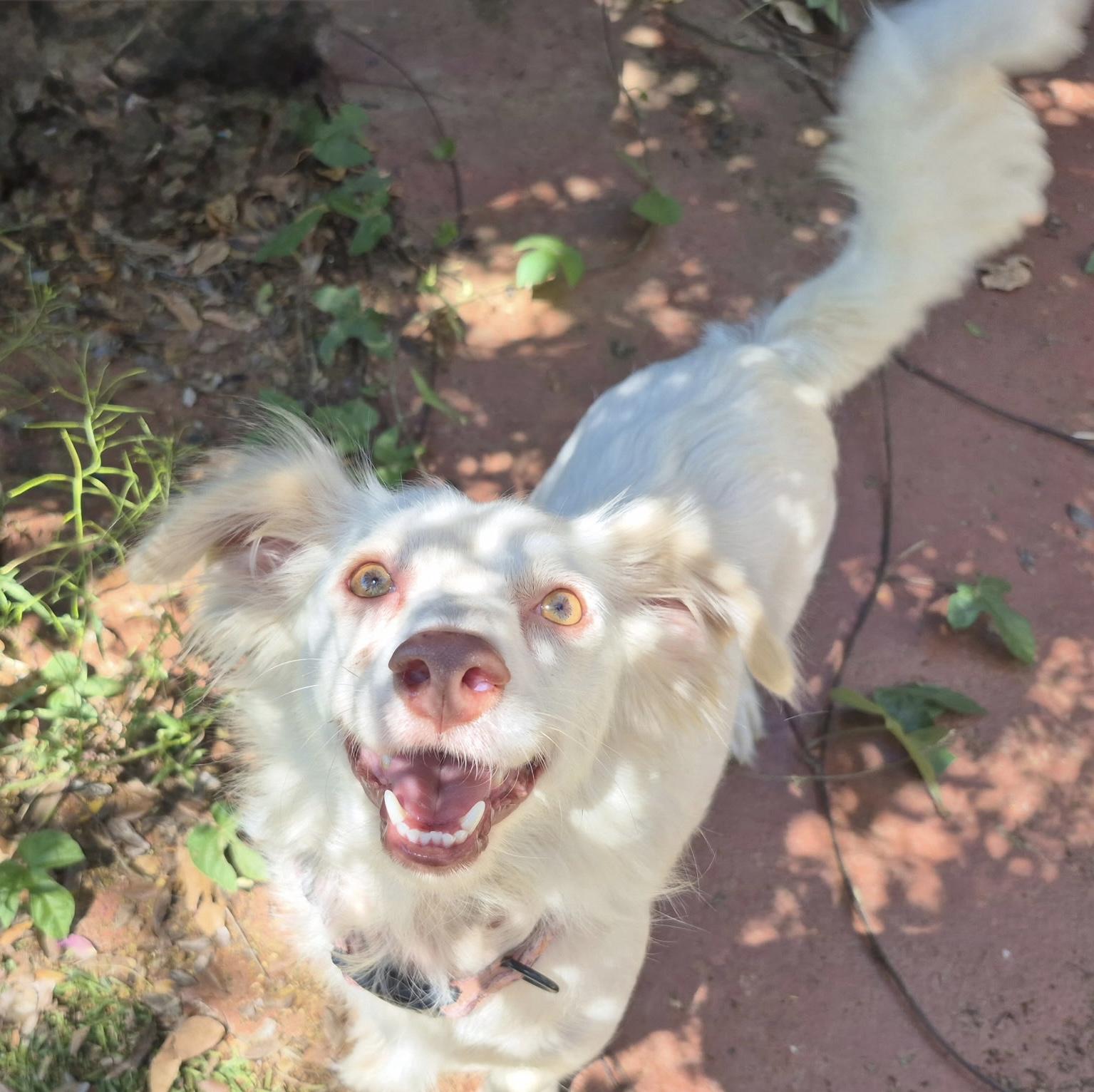 Olympia Gold, a ADOPTABLE mixed breed in Long Beach, CA image 1/6