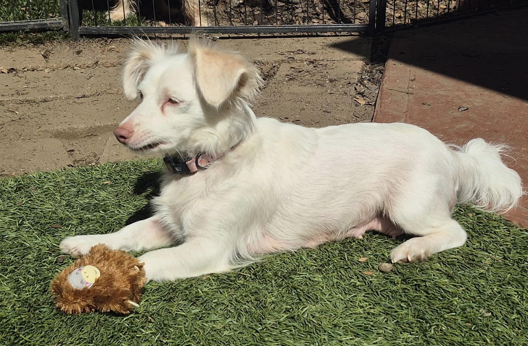 Olympia Gold, a ADOPTABLE mixed breed in Long Beach, CA image 4/6