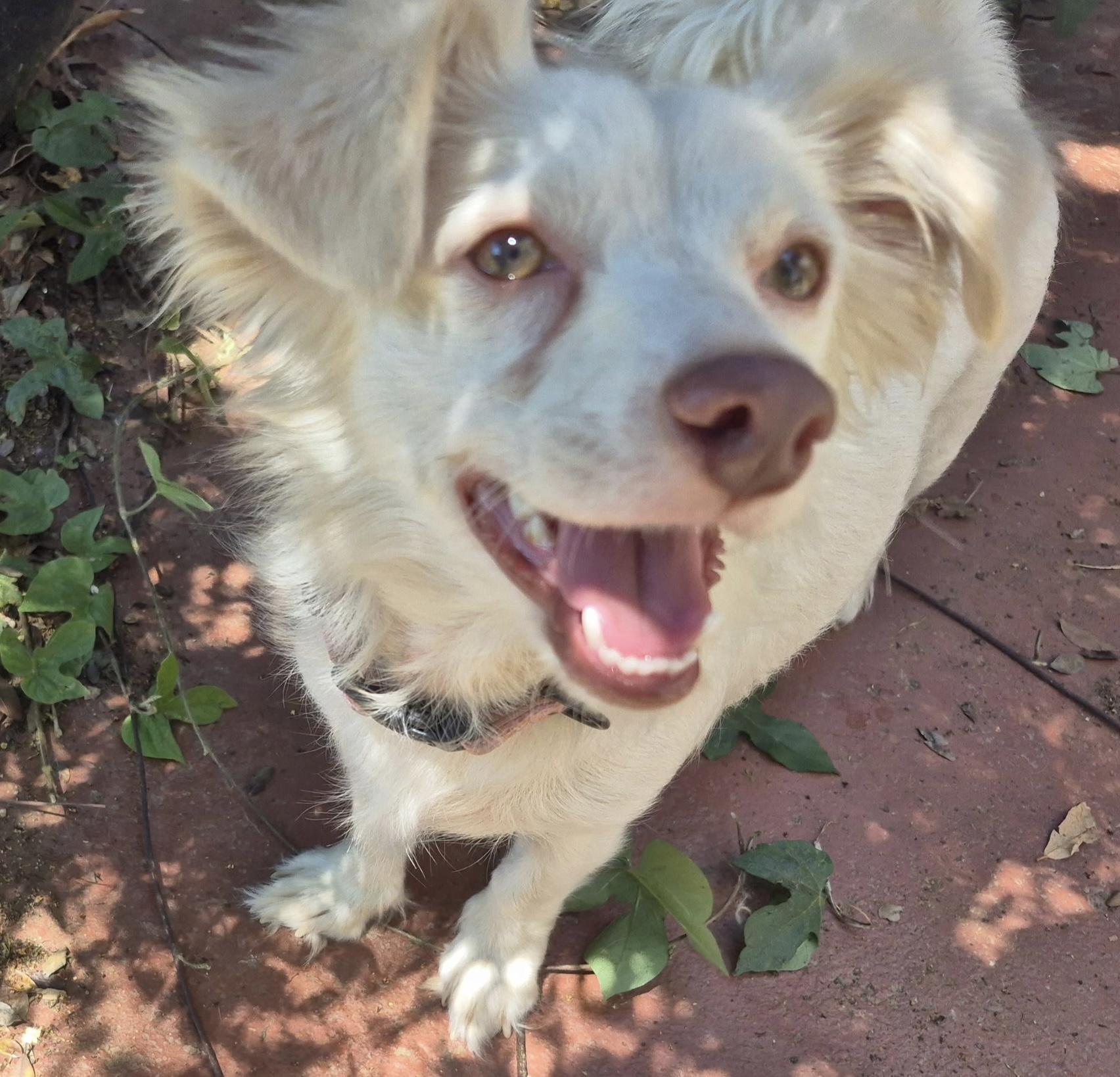 Olympia Gold, a ADOPTABLE mixed breed in Long Beach, CA image 2/6