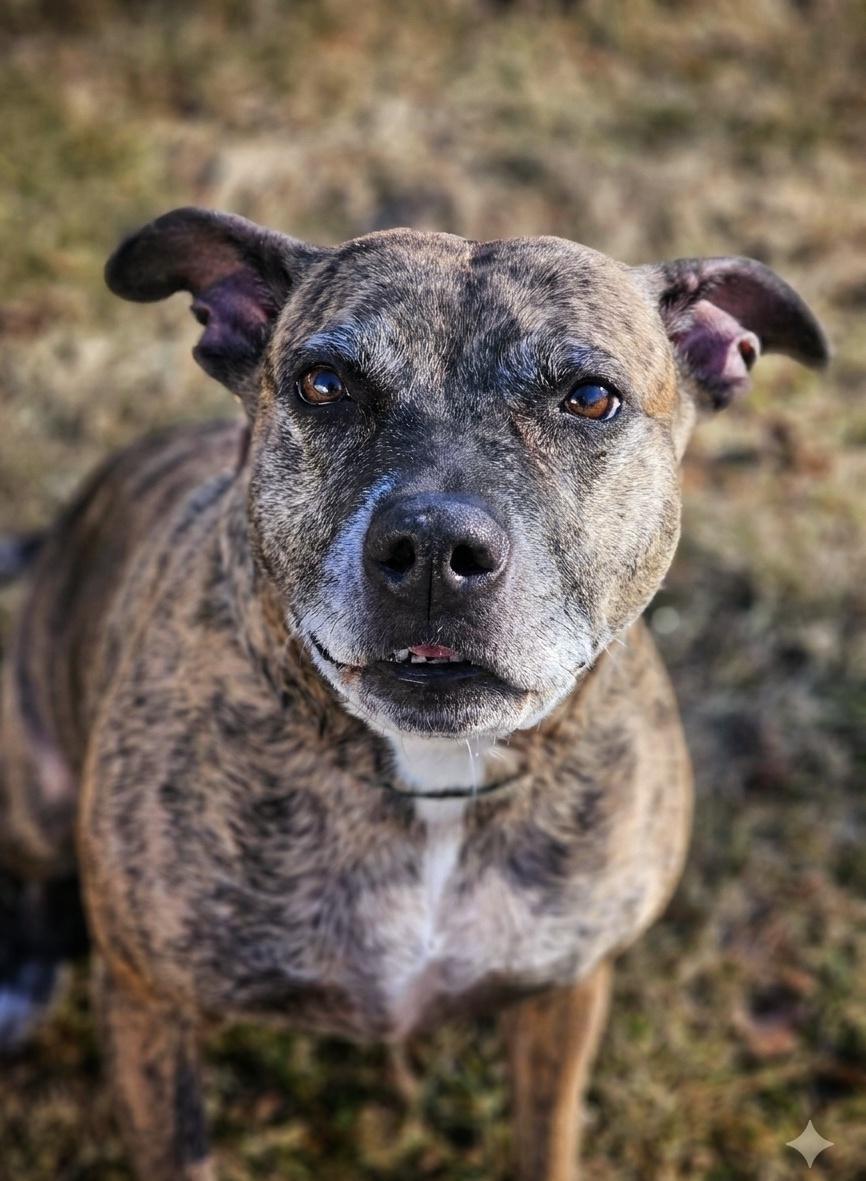 Enlarge Harley , an adopted Pit Bull Terrier in Bay City, MI image 2/3
