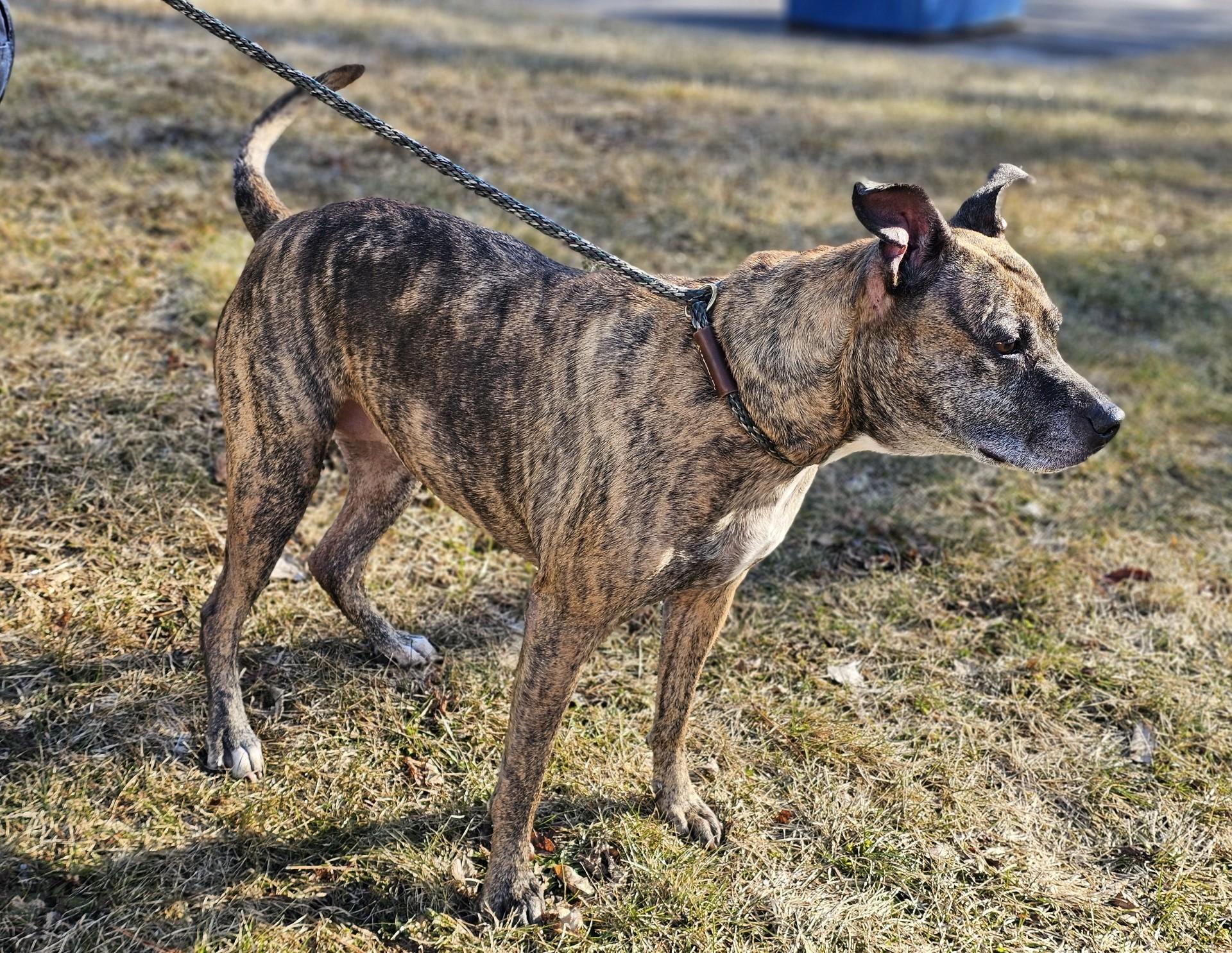 Enlarge Harley , an adopted Pit Bull Terrier in Bay City, MI image 3/3