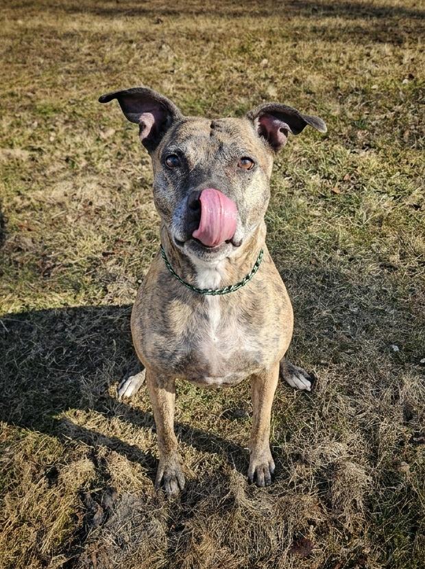Harley , ADOPTABLE, Adult Female Pit Bull Terrier.