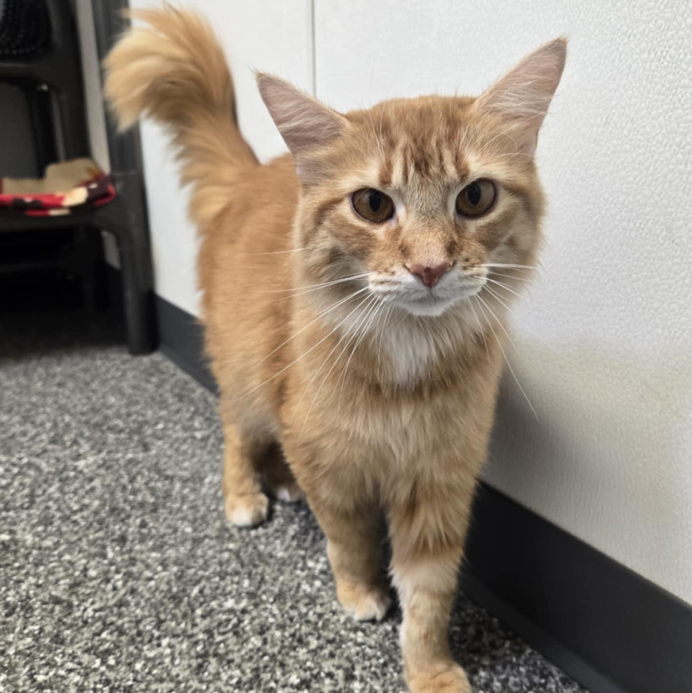 Punkin (At Hooves and Paws)