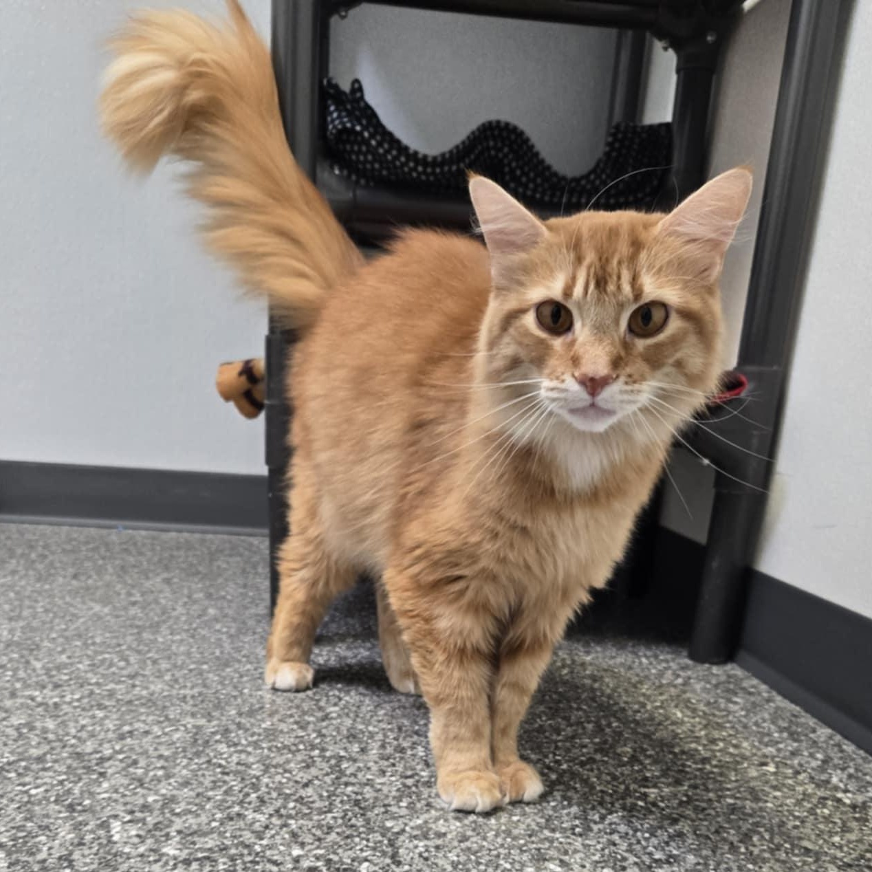Punkin (At Hooves and Paws)