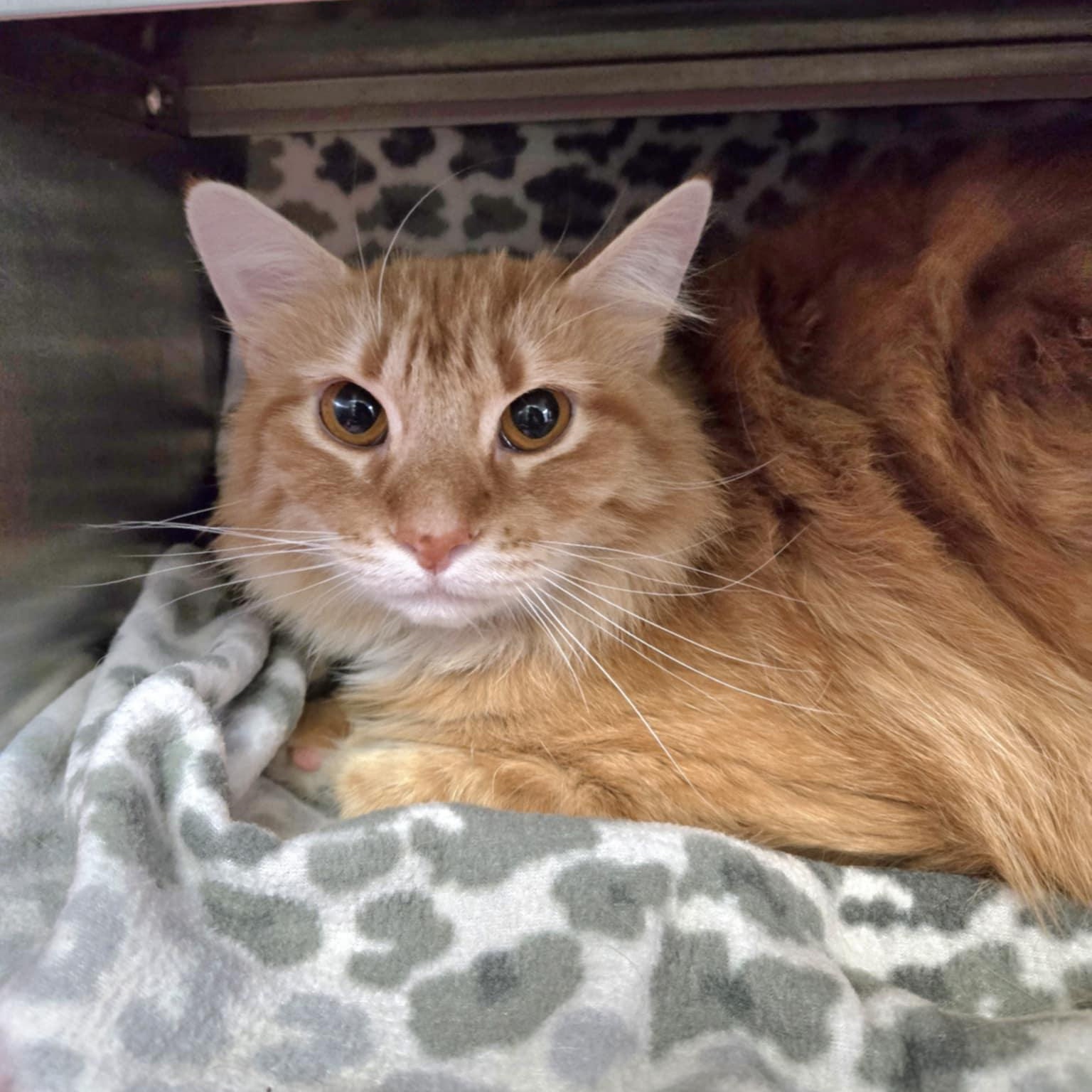 Punkin (At Hooves and Paws)