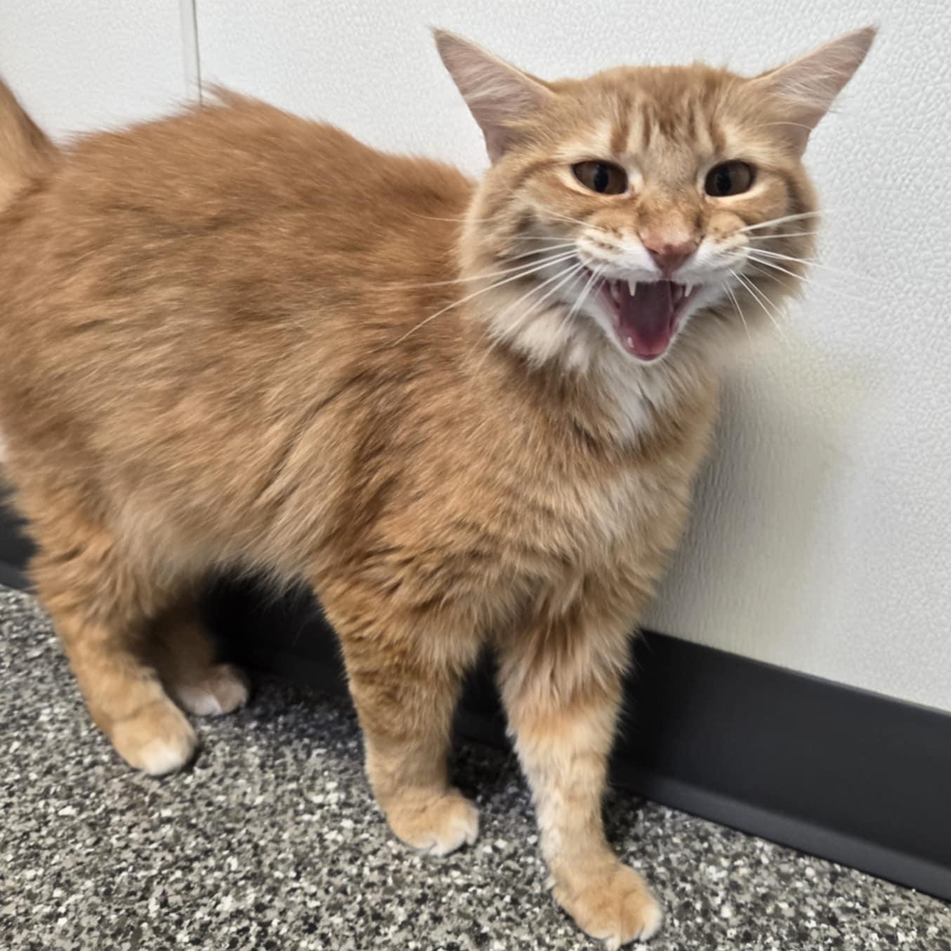 Punkin (At Hooves and Paws)
