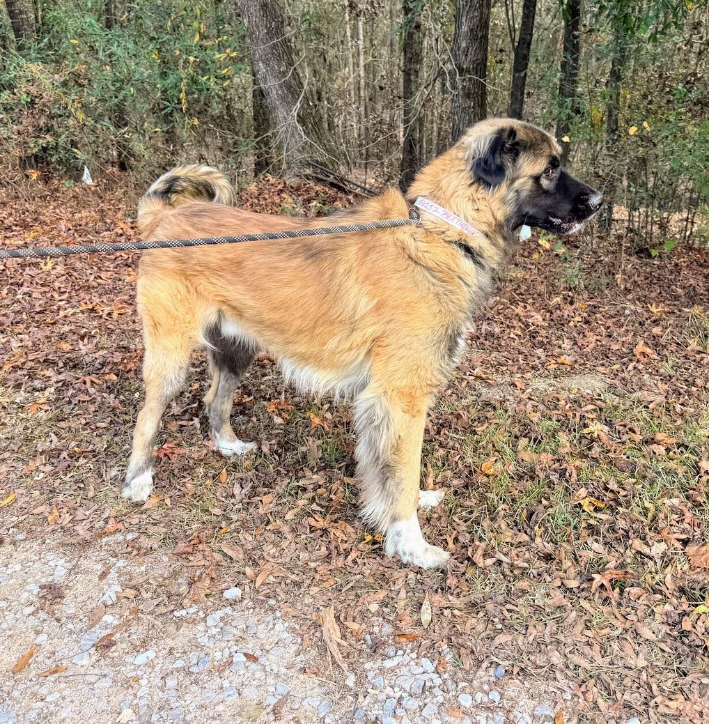 BEETHOVEN-Transport available to VT, CT, and PA