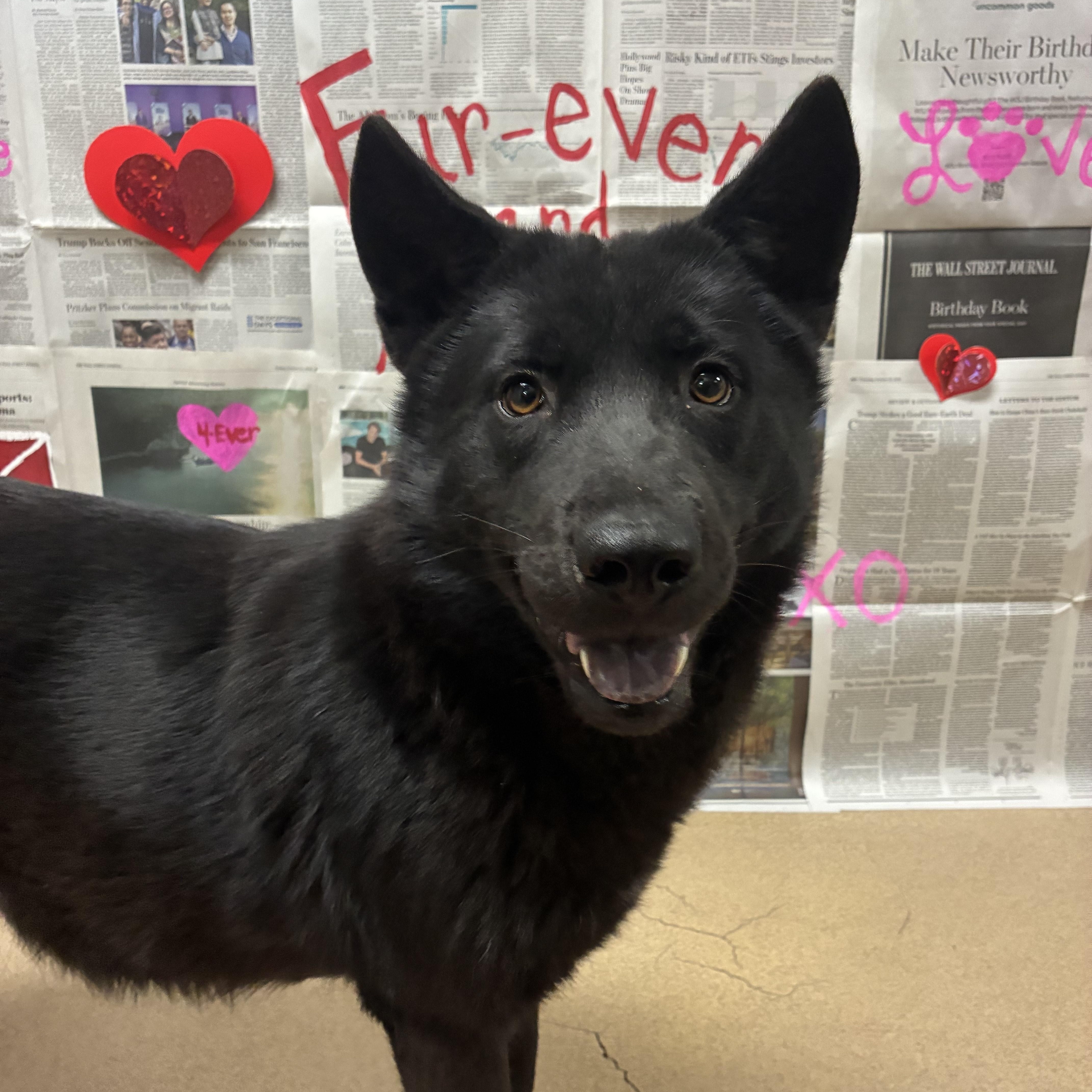 Fire Fly thumbnail 2