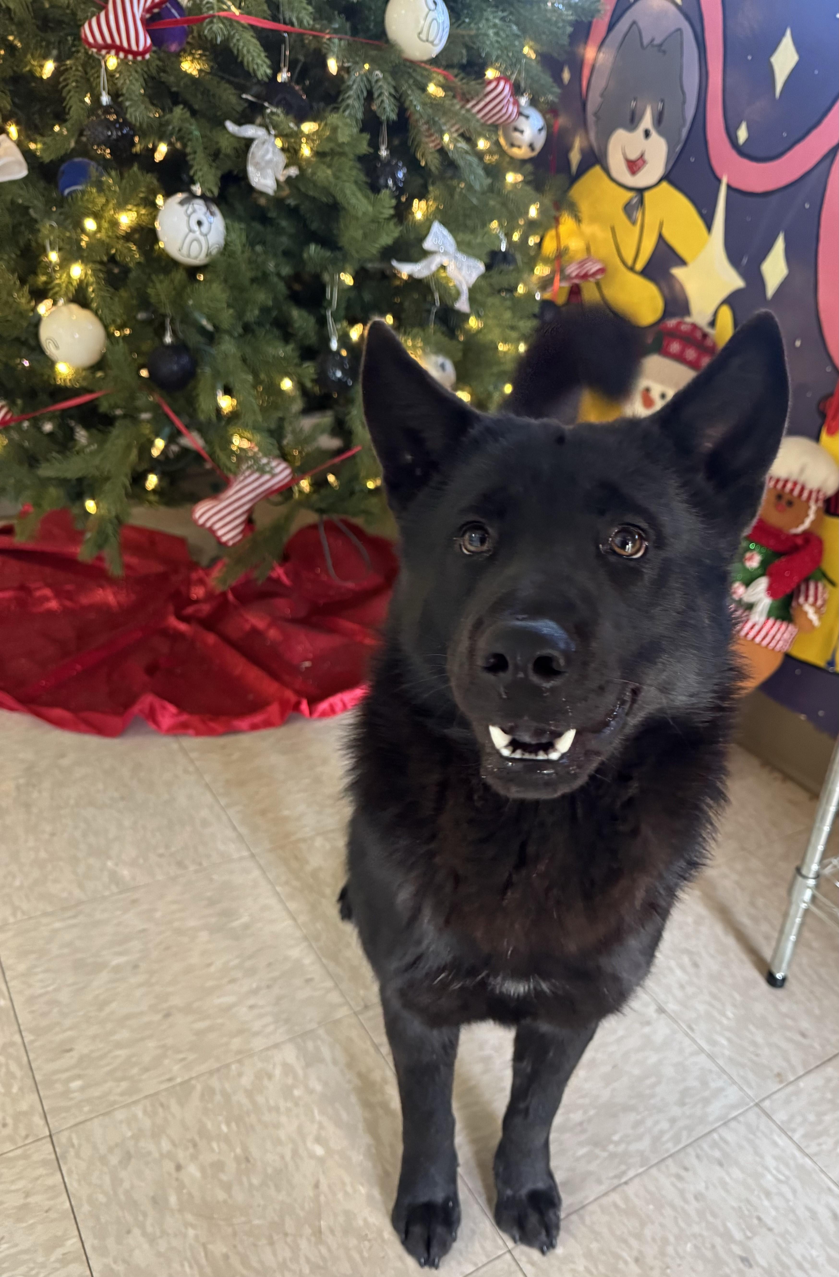 Fire Fly thumbnail 3