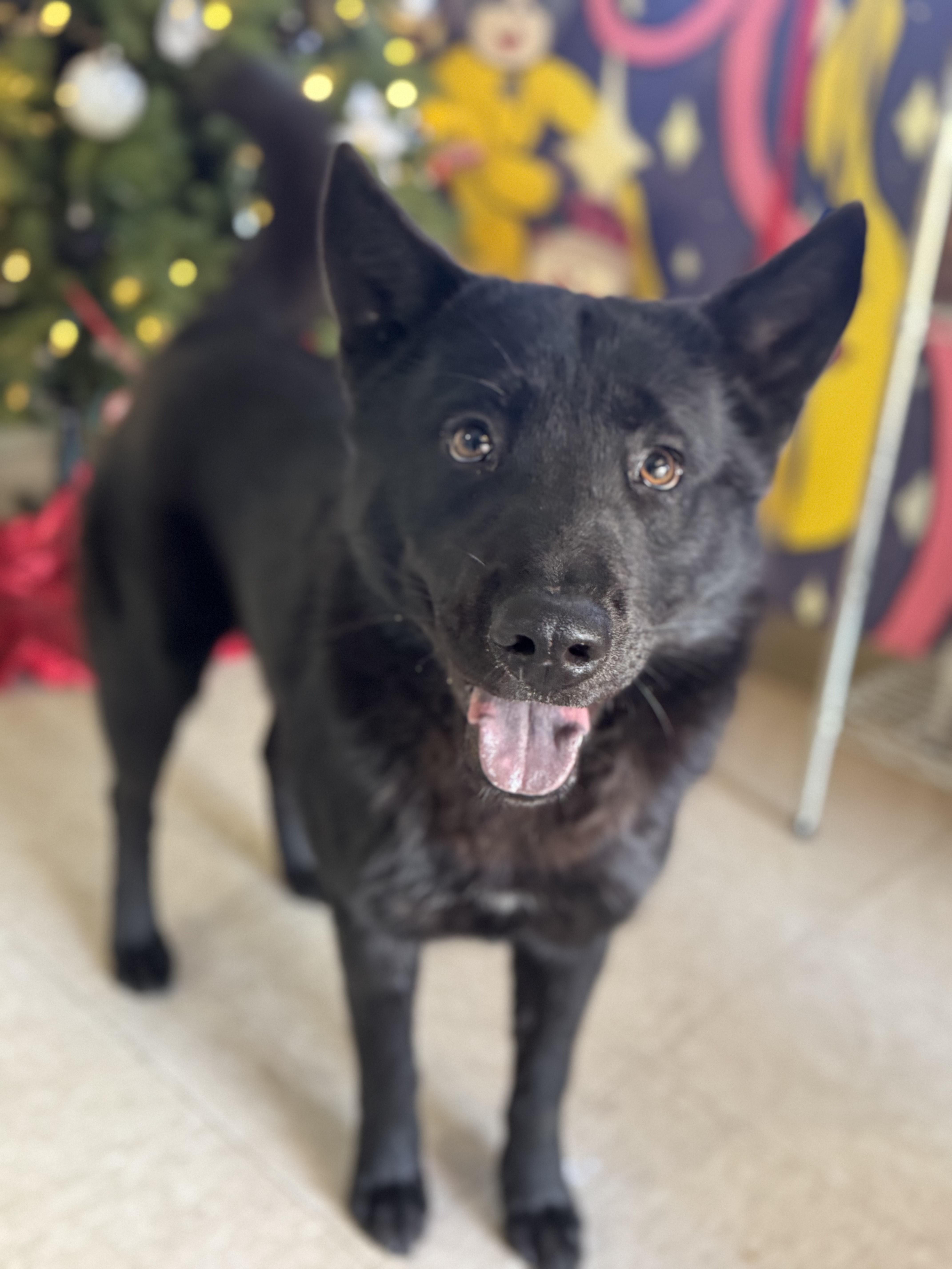 Fire Fly , ADOPTABLE, Adult Female Chow Chow.