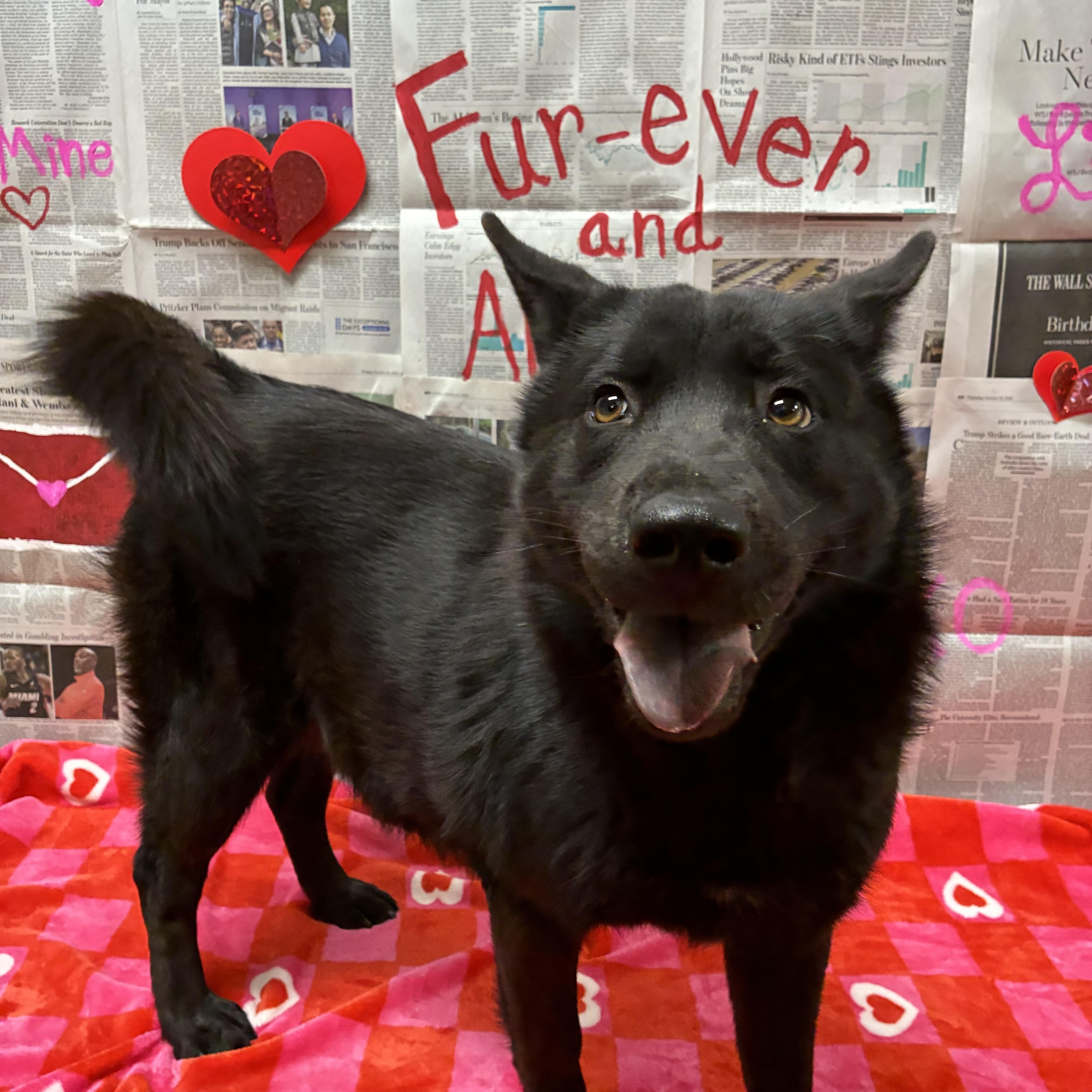 Fire Fly thumbnail 6