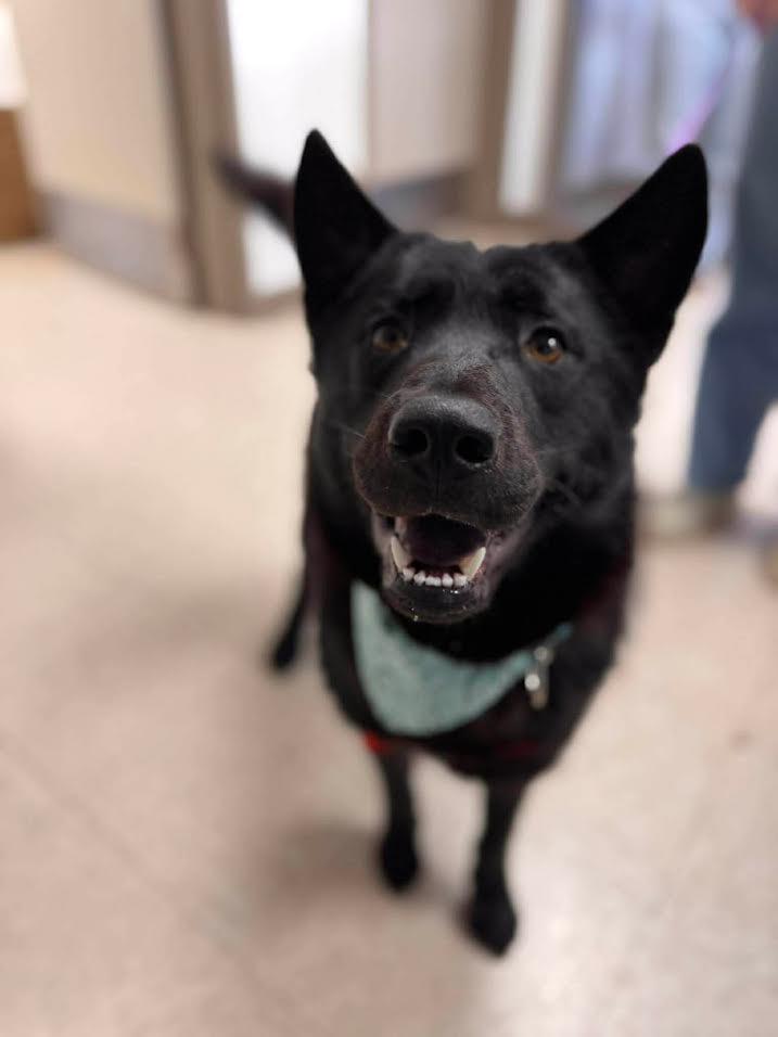 Fire Fly , ADOPTABLE, Adult Female Chow Chow.