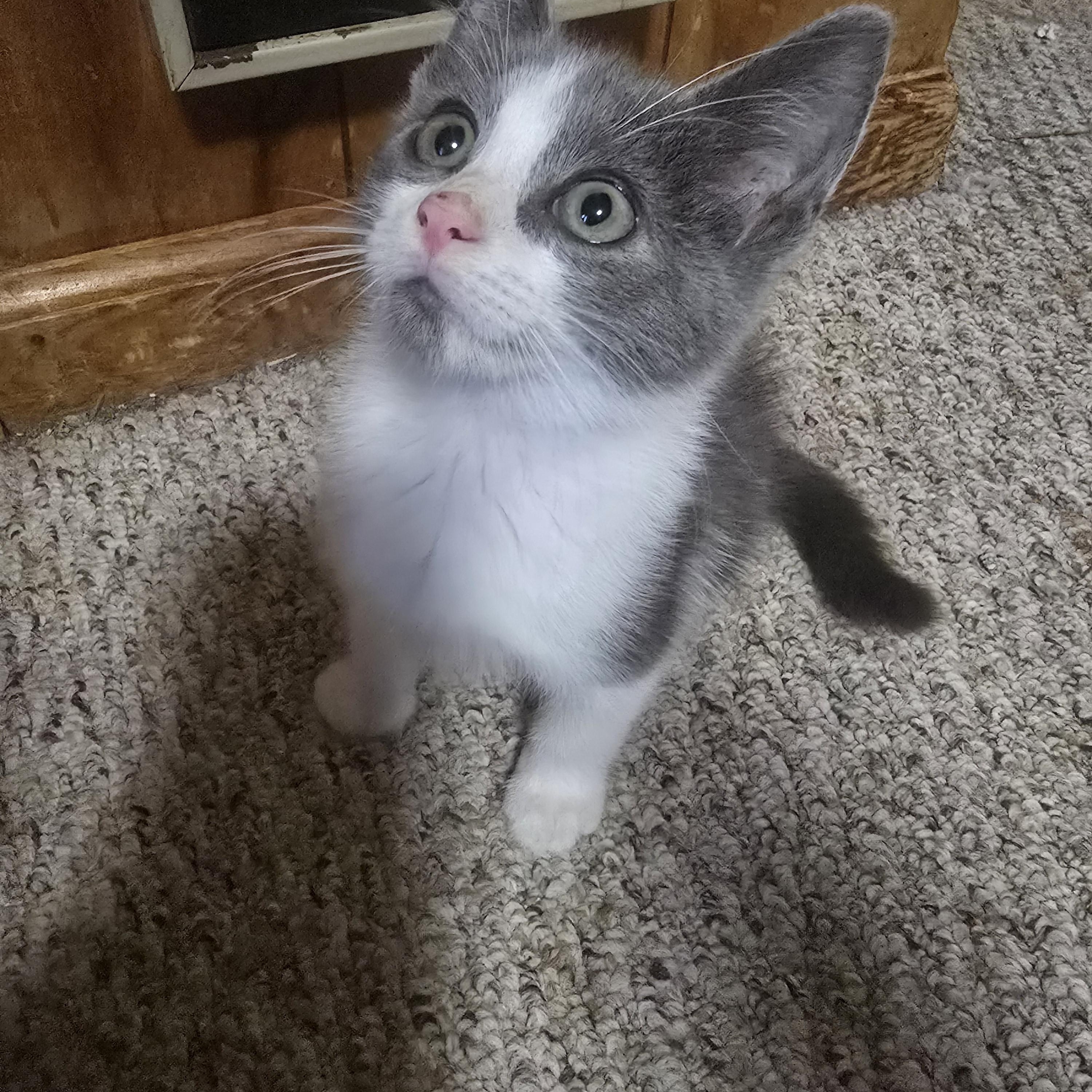 Wonton Domestic Short Hair Cat