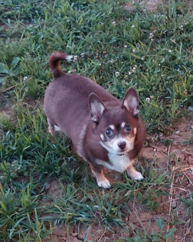 CJ, Adoptable, Senior Male Chihuahua.