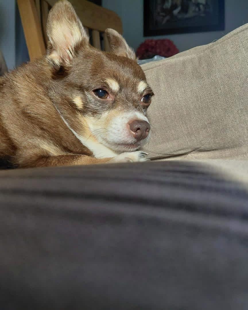 Enlarge CJ, a Adoptable Chihuahua in Richmond, KY image 3/6