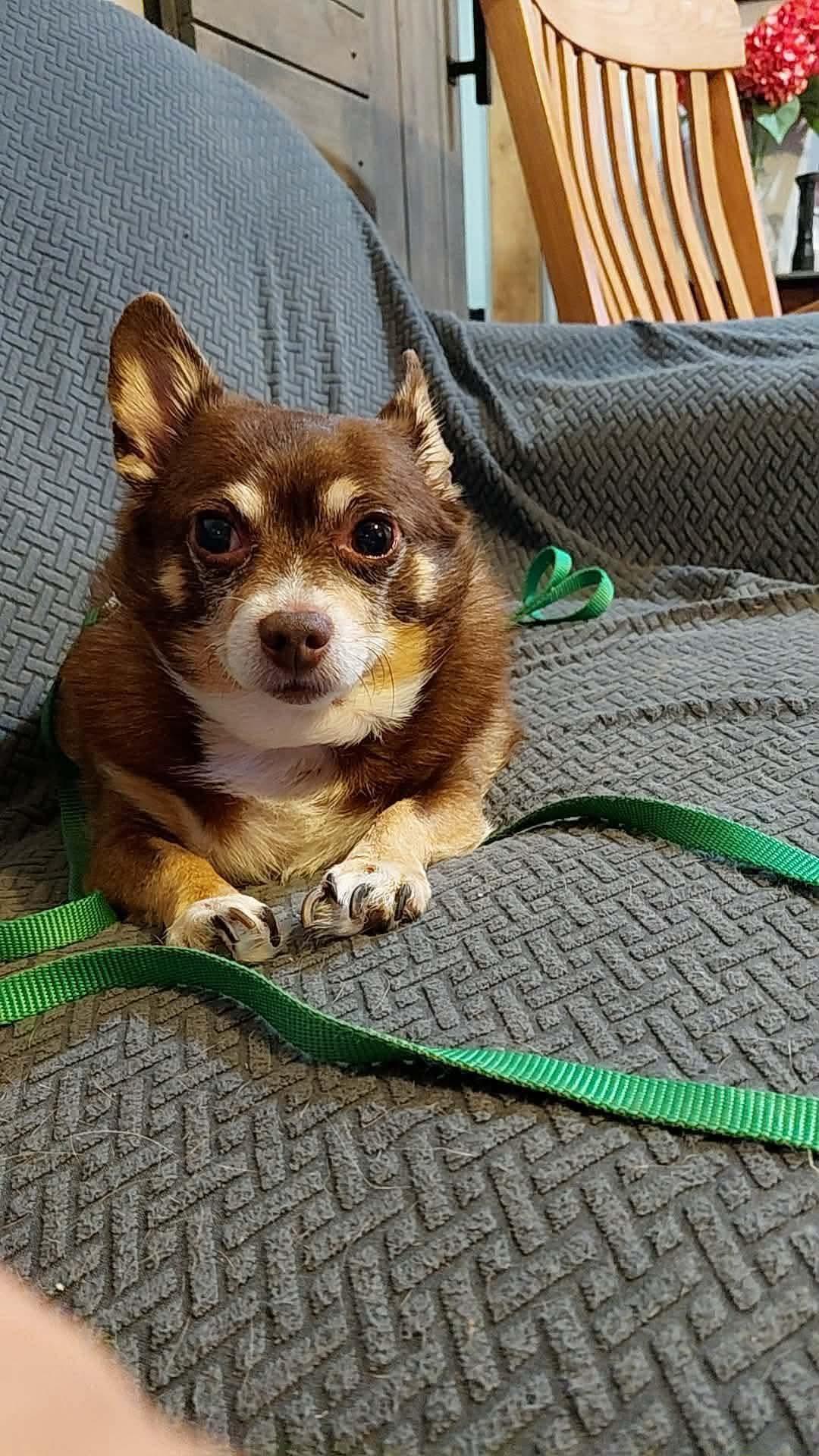 Enlarge CJ, a Adoptable Chihuahua in Richmond, KY image 4/6