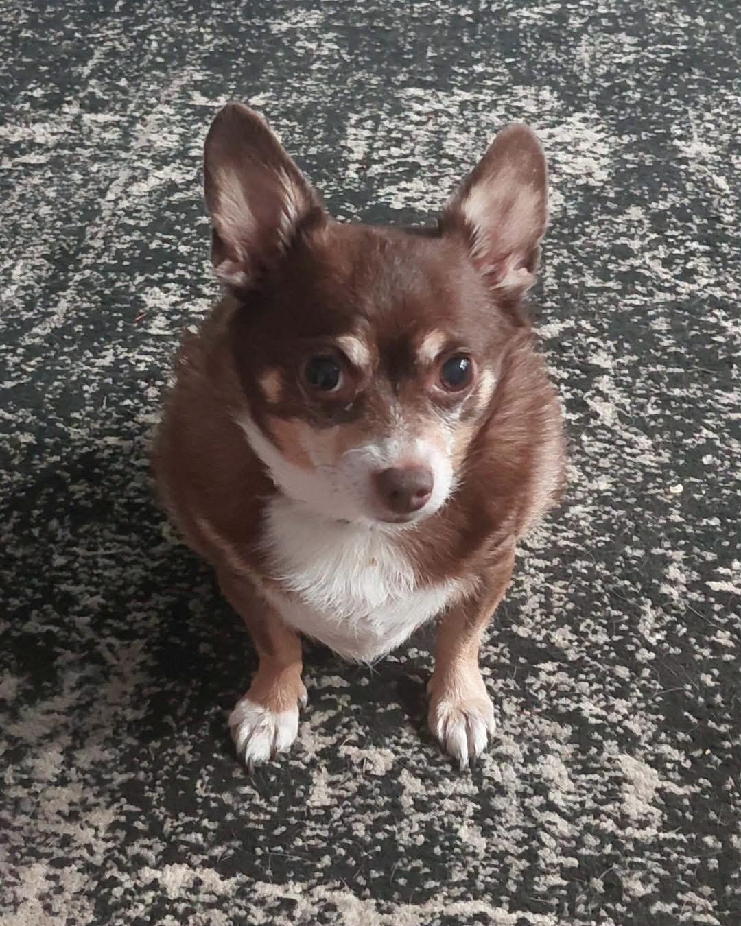 Enlarge CJ, a Adoptable Chihuahua in Richmond, KY image 5/6