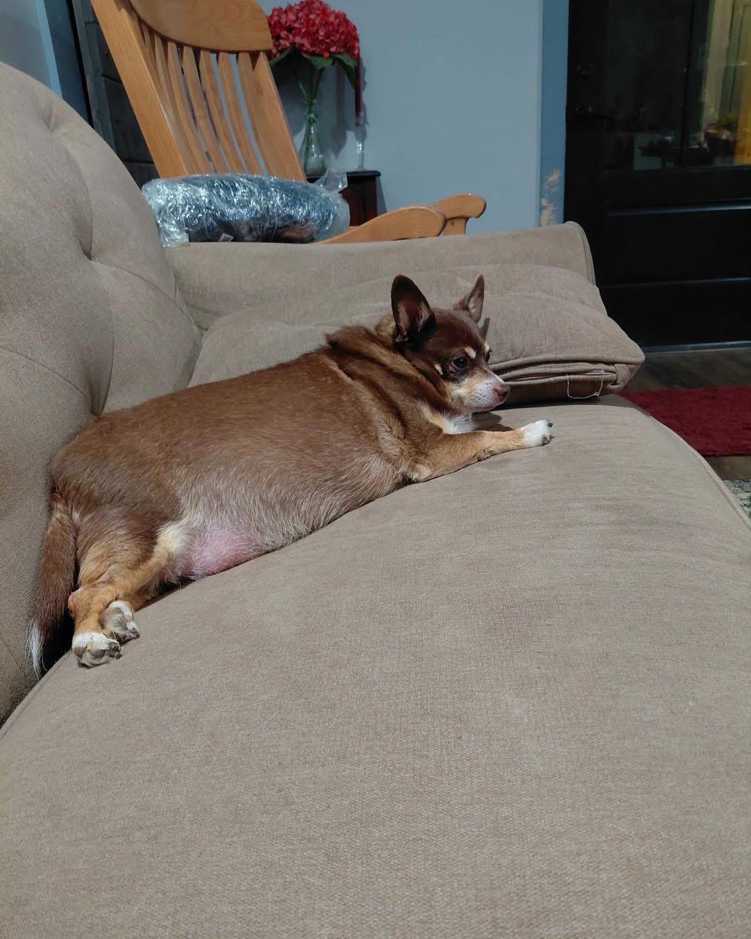 Enlarge CJ, a Adoptable Chihuahua in Richmond, KY image 6/6