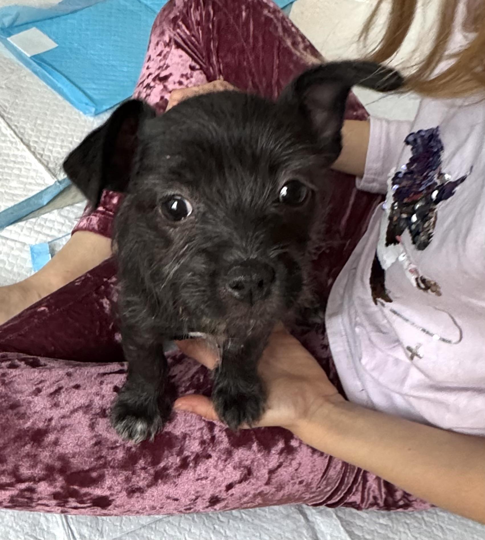 Enlarge Savannah, a Adoptable mixed breed in Gainesville, VA image 3/6