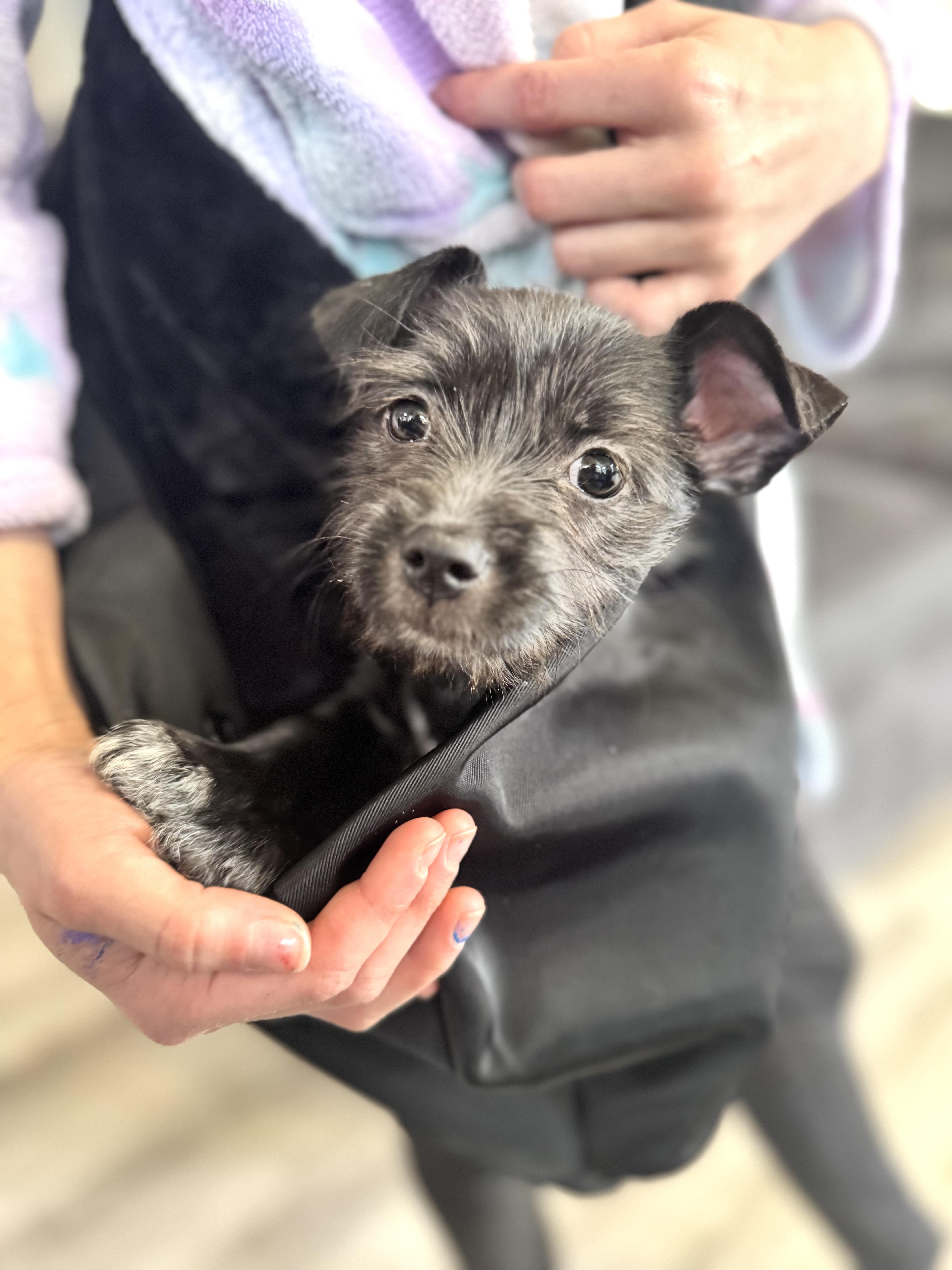 Savannah, Adoptable, Puppy Female Chihuahua & Shih Tzu.