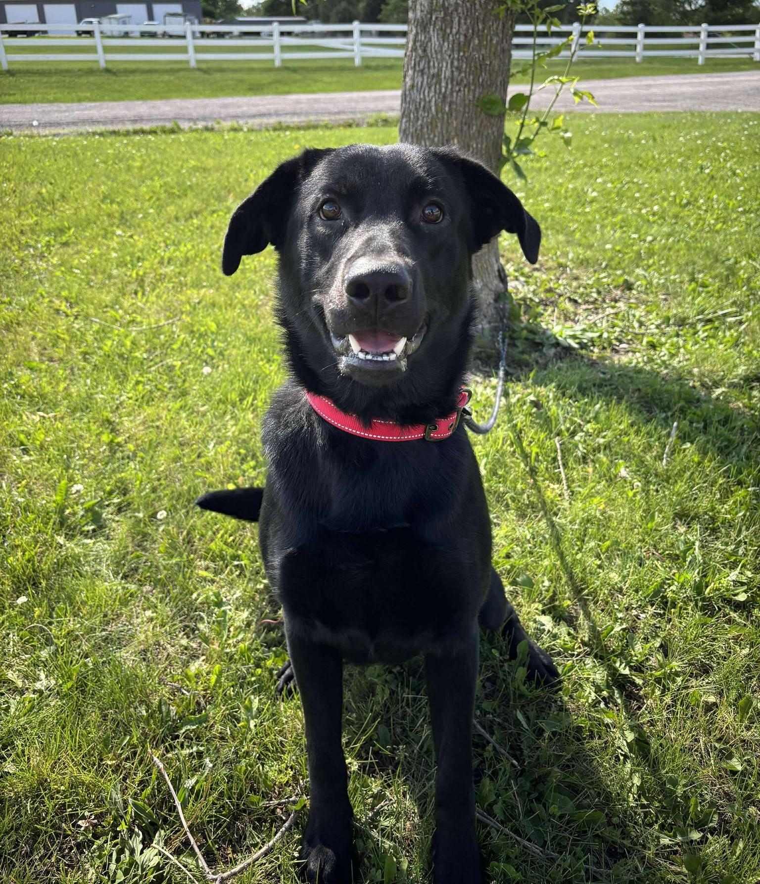 Sam (Obedience Trained)