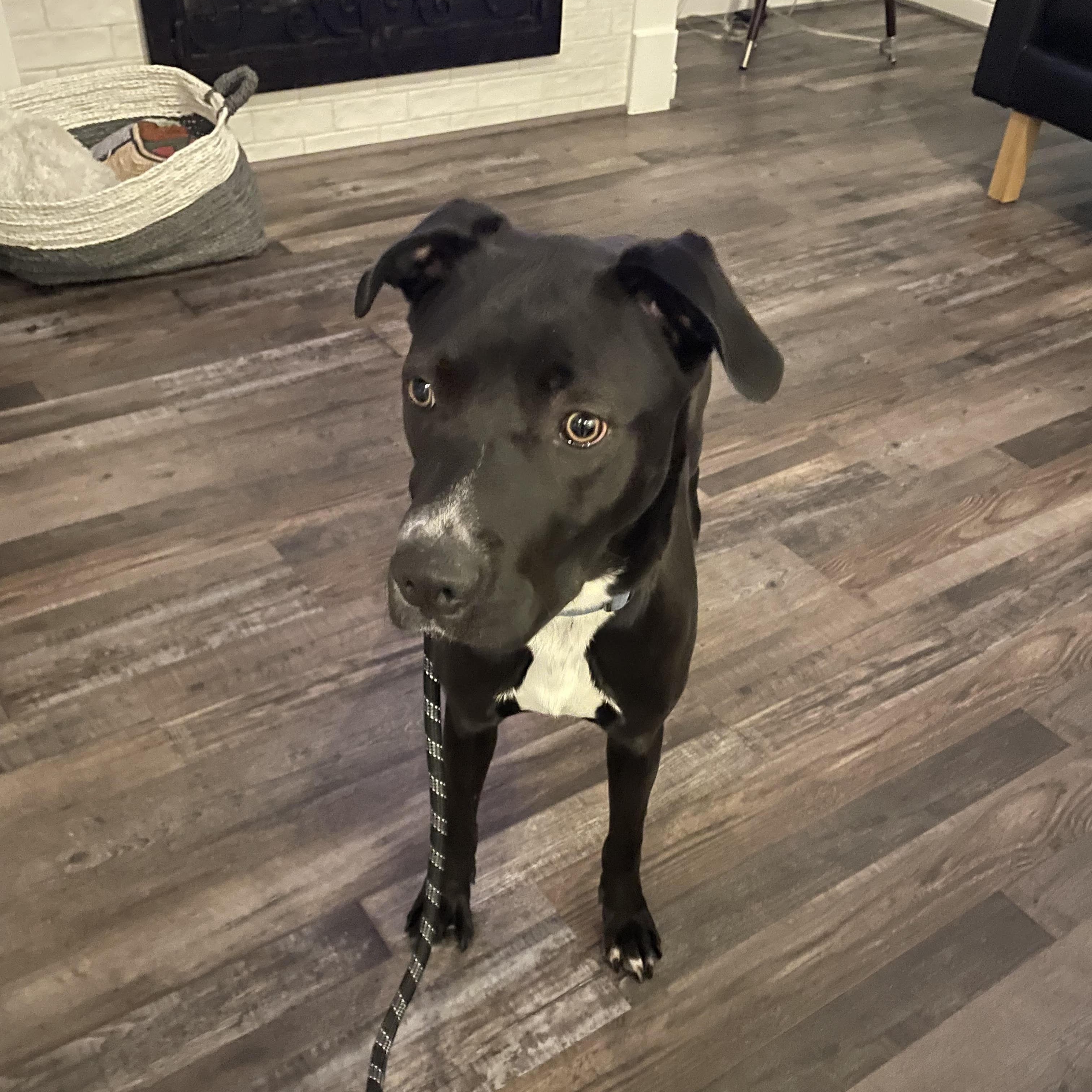Enlarge Taco, a Adoptable mixed breed in Sugar Land, TX image 5/6