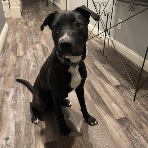 Enlarge Taco, a Adoptable mixed breed in Sugar Land, TX image 4/6