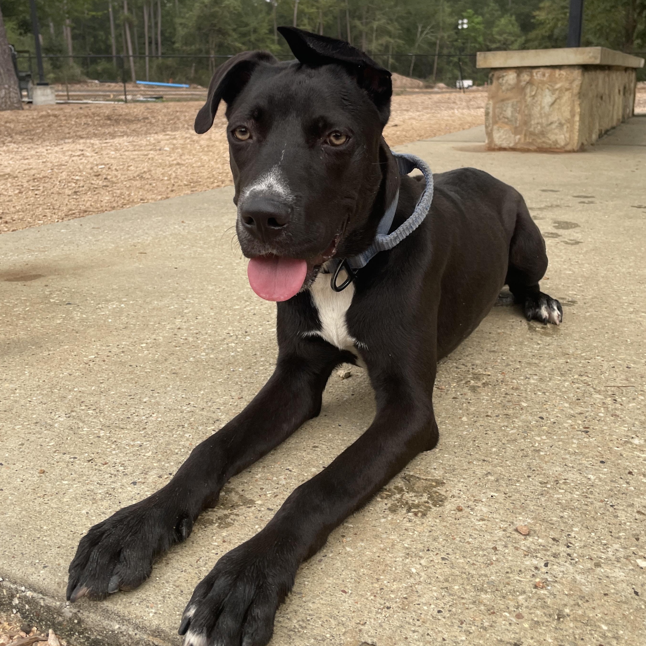 Taco, Adoptable, Young Male Labrador Retriever & American Staffordshire Terrier.