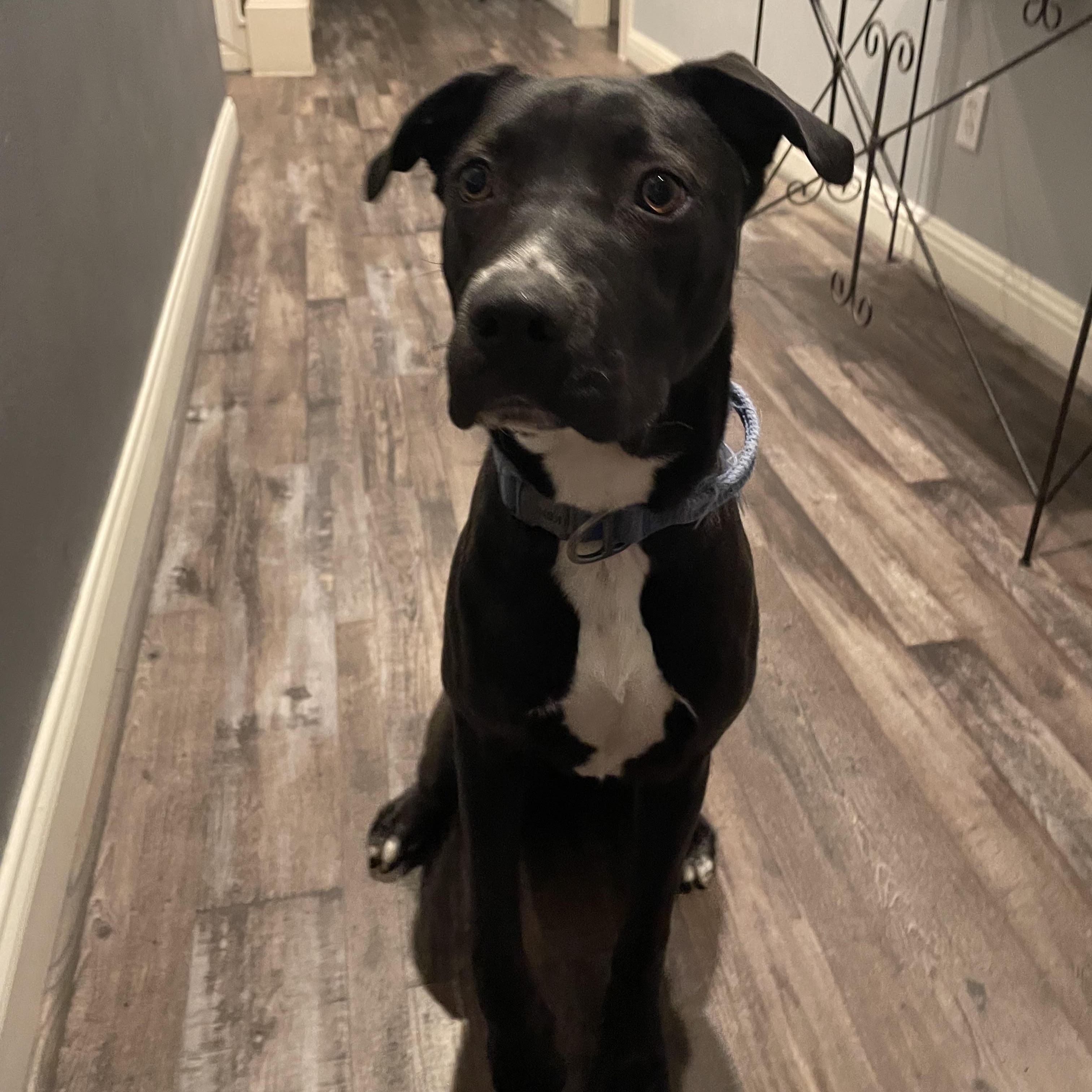 Enlarge Taco, a Adoptable mixed breed in Sugar Land, TX image 6/6