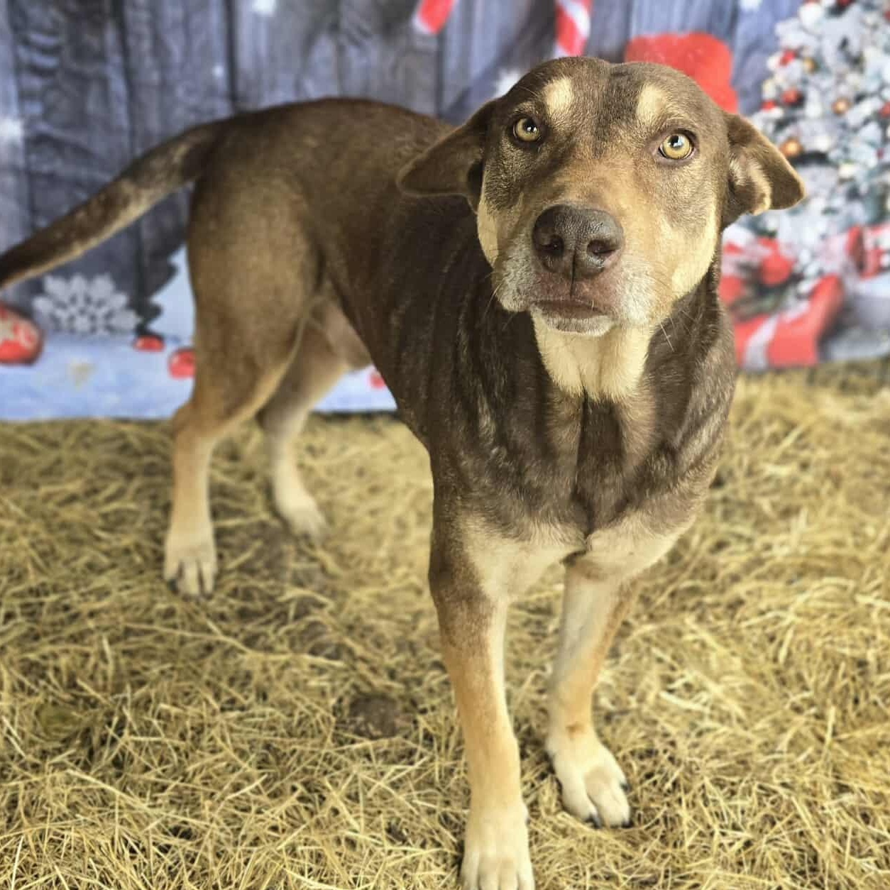 Beckett — thumbnail 2