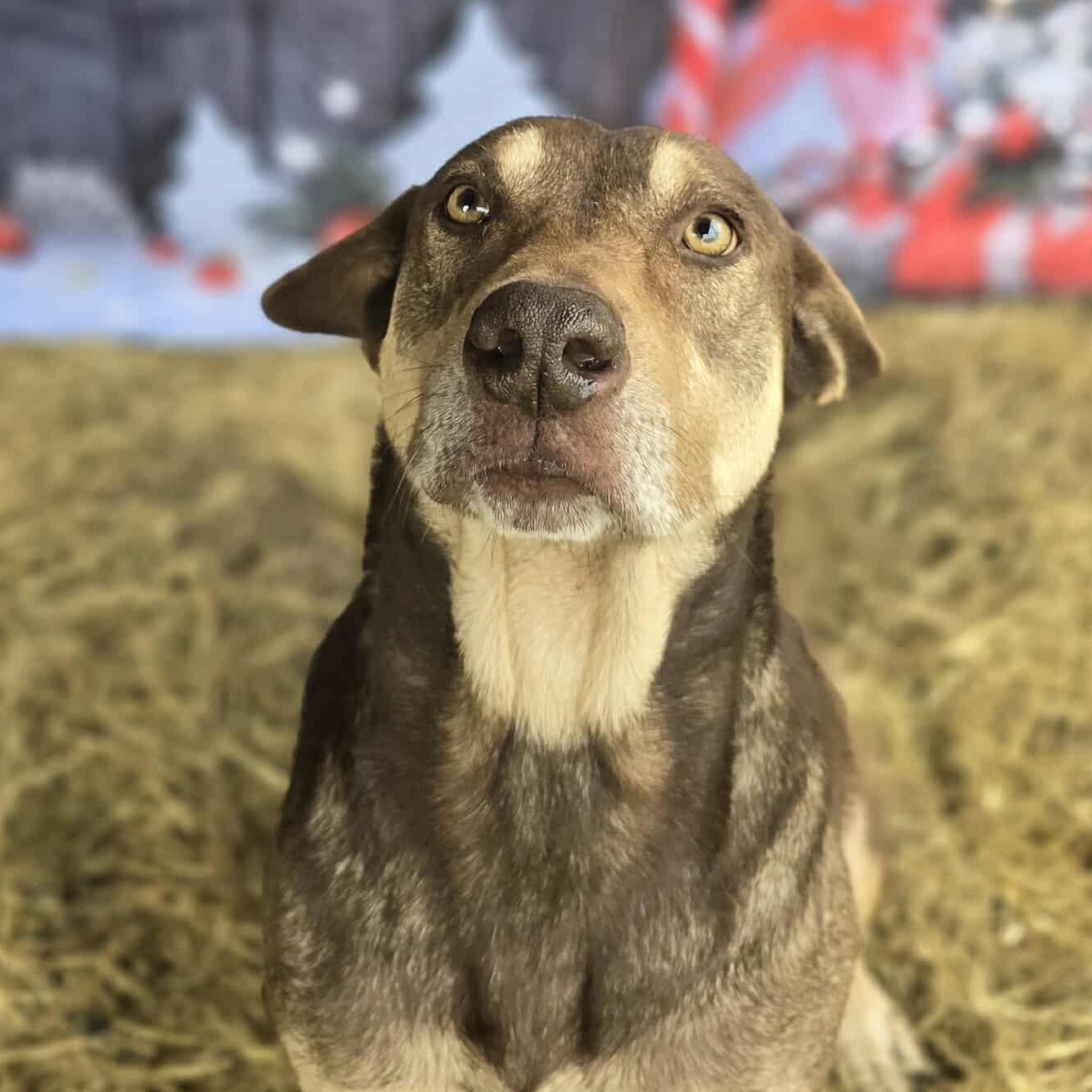 Beckett — thumbnail 4