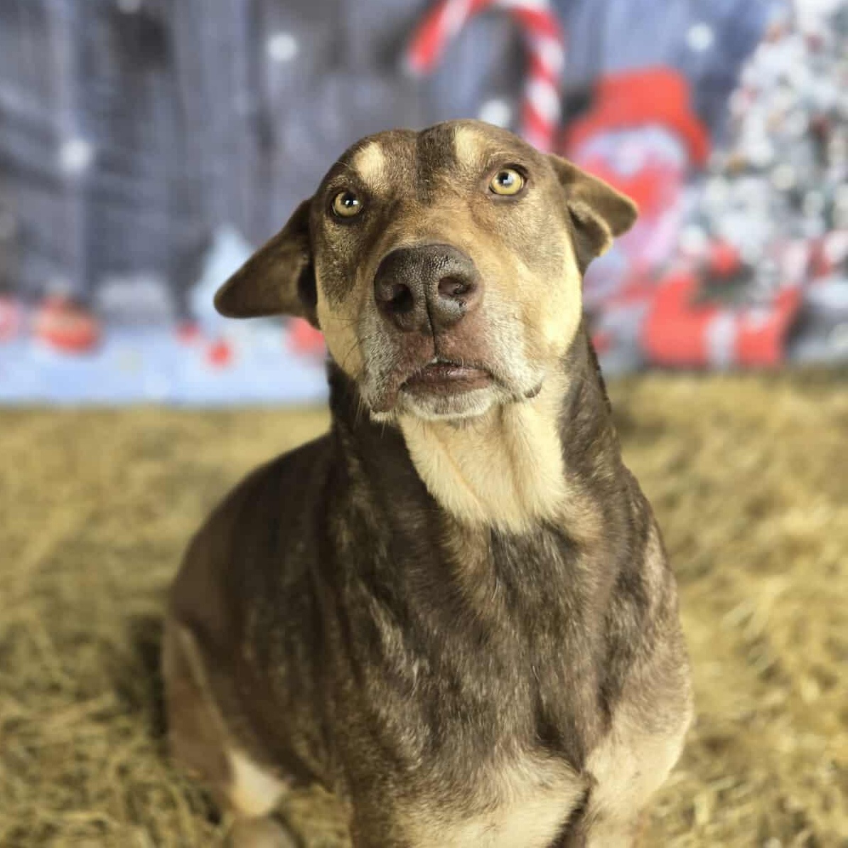 Beckett — thumbnail 6