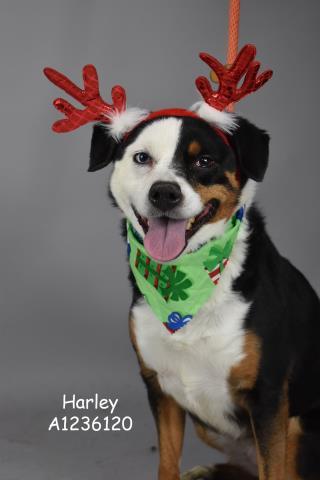 Harley  Urgent! thumbnail 2