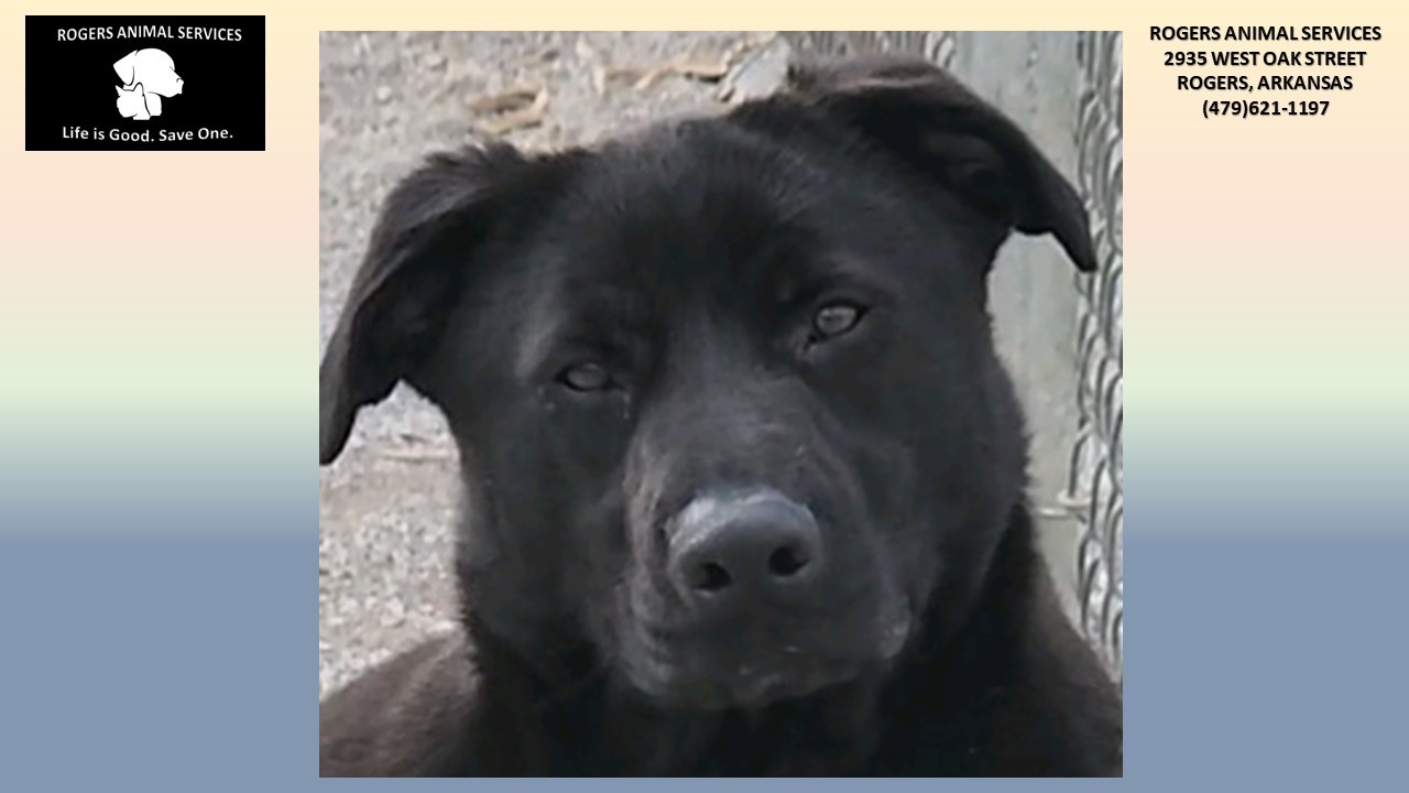 JAMIE, Adult Female Labrador Retriever
