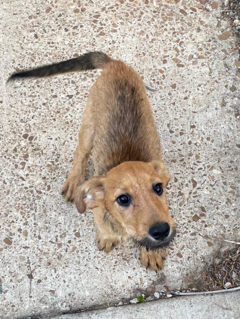 Blanche, Adoptable, Young Female Airedale Terrier.