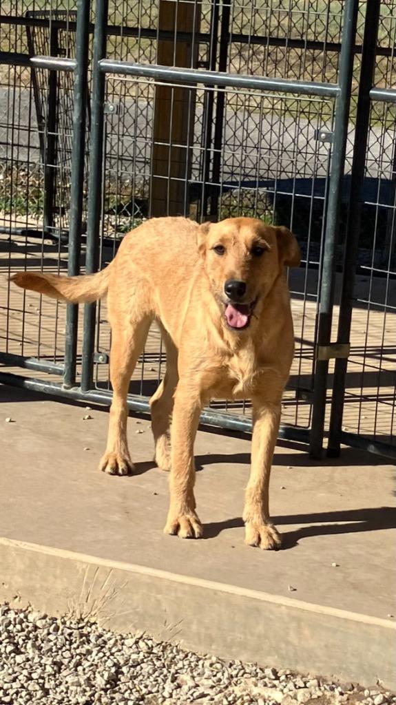 Blanche, a Adoptable mixed breed in Batesville, AR image 2/2