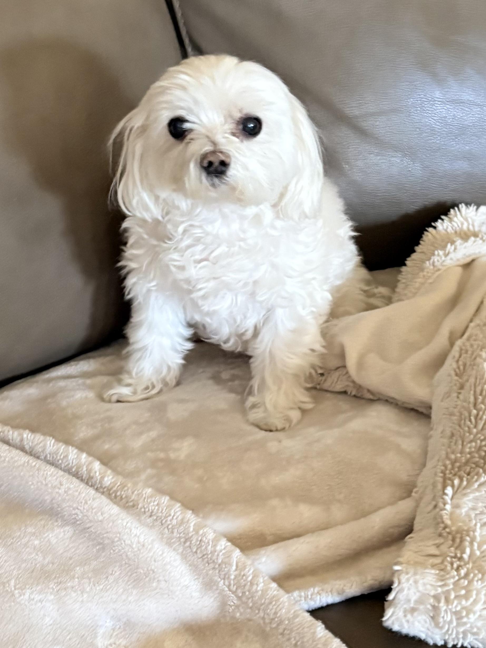 Jazzy, Adoptable, Senior Female Maltipoo.