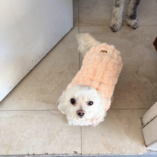 Jazzy, Adoptable, Senior Female Maltipoo.
